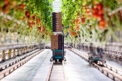 La calefacción geotérmica en una granja de Idaho ha cambiado la forma en que se cultivan los alimentos