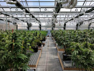 La energía geotérmica en el contexto del creciente mercado del cannabis