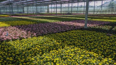 Cómo la energía geotérmica puede mejorar la sostenibilidad de todo el sector alimentario
