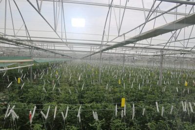 Instalación de invernadero geotérmico en Kula, Manisa