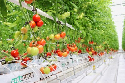 Los invernaderos geotérmicos ofrecen una solución alternativa a la crisis alimentaria, Turquía